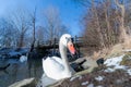 Close up mute swans near the lake during the winter in Denmark Royalty Free Stock Photo