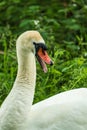 Close up of a Mute Swans Signus olor