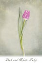 Pink and white tulip on textured green background Royalty Free Stock Photo