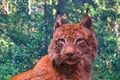 close up of the muzzle of an auropean mountain lynx Royalty Free Stock Photo