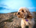 Close-up of the muzzle of a beige colored mixed breed poodle dog with bokeh effect and ears raised by the wind in the outdoors -