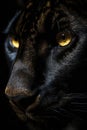 Close-up of a muzzle of a black panther with yellow eyes, portrait on a black background.