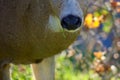 Close-up of muzzle of black-tailed deer buck with piece of grass hanging from its mouth Royalty Free Stock Photo