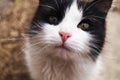 Close-up muzzle of a black-and-white cat