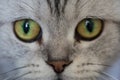 Close up of the muzzle of the British cat Royalty Free Stock Photo