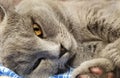 Cat`s paw close-up. sleeping gray british cat. pink pads on paws Royalty Free Stock Photo