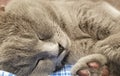 Gray british small kitten sleeps close-up. close-up of muzzle cat`s. cute kitty sleeping. cat`s paw pink pads Royalty Free Stock Photo