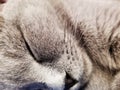 Gray british small kitten sleeps close-up. close-up of muzzle cat`s. cute kitty sleeping Royalty Free Stock Photo