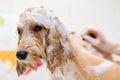 Close-up muzzle of cute obedient curly Labradoodle dog, female groomer washing pet with shampoo in bathroom at grooming