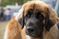 Close-up of the muzzle of a Dog of the Leonberger breed. Sad eyes