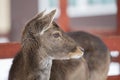 Close-up muzzle of a European deer