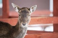 Close-up muzzle of a European deer