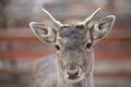 Close-up muzzle of a European deer