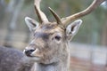 Close-up muzzle of a European deer