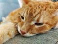 muzzle of a ginger dozing cat
