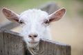 Close-up muzzle of a goat Royalty Free Stock Photo