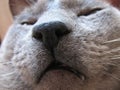 Close up of muzzle of gray cat with a gray nose. The cat squints