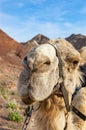 Close-up of a muzzle, head of a camel during the caravan ride trip in Eilat desert in Israel