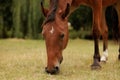 close-up of the muzzle of a horse that eats grass in a meadow in autumn Royalty Free Stock Photo