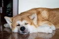 Close-up of the muzzle of a large dog Akita Inu. The pet lies, looks into distance with brown eyes