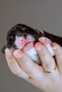 Close-up of muzzle of newborn Welsh corgi puppy that lies on woman& x27;s palm. Gray-brown background. Keeping pets.