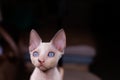 close-up muzzle of a small Devon Rex cat