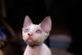 close-up muzzle of a small Devon Rex cat