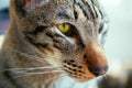 Close-Up Of Muzzle Of Striped Oriental Cat. Cat With Character Of Dog.