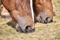 Close up of muzzle of two horses grazing grass Royalty Free Stock Photo