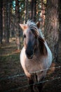 Close-up of the muzzle of a well-groomed gray Polish equestrian, gray horse in the forest in Latvia