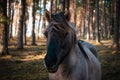 Close-up of the muzzle of a well-groomed gray Polish equestrian, gray horse in the forest in Latvia