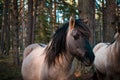 Close-up of the muzzle of a well-groomed gray Polish equestrian, gray horse in the forest in Latvia