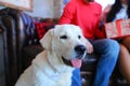 Close up muzzle of white labrador with man gifting wife present in background.