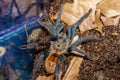 Close up a blue spider