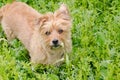 A golden Australian Terrier stands in the wetland sedges and grasses lookig inquirinly with a broken blade of grass over one eye