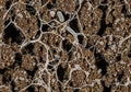 Close-up of a mycorrhizal network, displaying Royalty Free Stock Photo