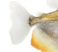 Close-up of a Mylossoma aureum's caudal fin, isolated Royalty Free Stock Photo