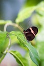 Close-Up of Mylotes Cattleheart Butterfly (Parides Eurimedes) Sitting on a Leaf Royalty Free Stock Photo