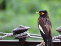 Myna bird sitting on electric wire soaked in rain Royalty Free Stock Photo