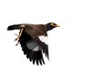 Close up Mynah Bird Flying in The Air Isolated on White Background with Copy Space Royalty Free Stock Photo