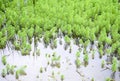 ÃÂ  close up of Myriophyllum aquaticum