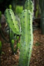 close up Myrtillocactus geometrizans f. cristata in deset plant garden Royalty Free Stock Photo