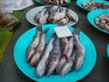 Naked catfishes for sale in the local market