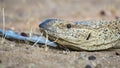 Close up of Namibian Rock monitor lizard varanus albigularis