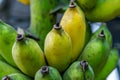 Close-up of Namwa bananas that are mature and about to ripen Royalty Free Stock Photo