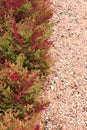 Close-up of Nandina domestica \'Obsessed\' with a decorative pink gravel mulch
