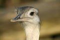 Close up of Nandu head