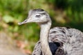 Close up of a nandu in a zoo