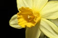 Close-up of narcissus flower blossom against black background Royalty Free Stock Photo