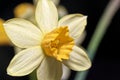 Close-up of narcissus flower blossom against black background Royalty Free Stock Photo